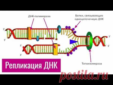 Репликация ДНК | самое простое объяснение