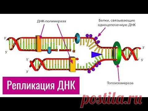 Репликация ДНК | самое простое объяснение