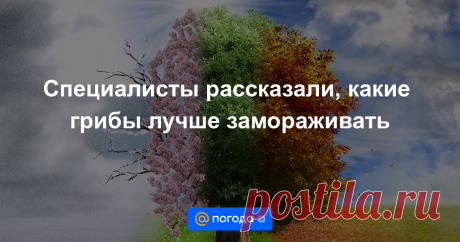 Специалисты рассказали, какие грибы лучше замораживать И какие следует предварительно обработать термически.