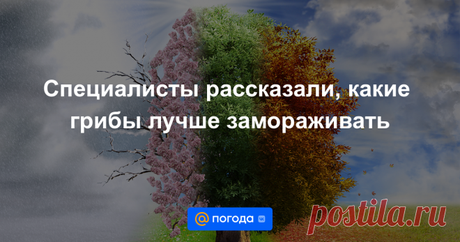 Специалисты рассказали, какие грибы лучше замораживать И какие следует предварительно обработать термически.