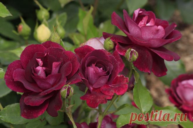 ШИКАРНЫЕ РОЗЫ! РОЗАРИЙ МИРА УВЛЕЧЕНИЙ. | Самоцветик