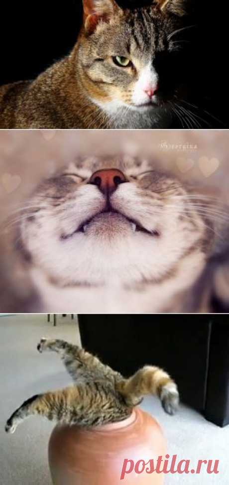 Брутальные коты и нежная кошечка