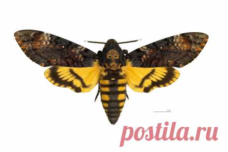 Бражник #мертвая_голова (#Acherontia_atropos) уникален. Во-первых, он любит воровать мед, залезая в ульи, а во-вторых, умеет пищать, пропуская воздух через глотку. Также звуки издают гусеницы и даже куколки незадолго до вылупления взрослых особей.