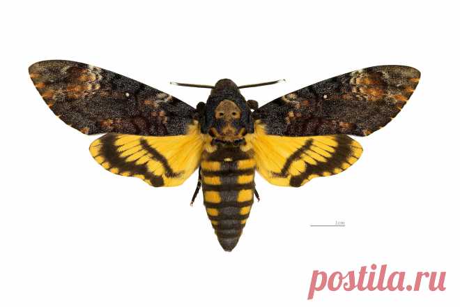 Бражник #мертвая_голова (#Acherontia_atropos) уникален. Во-первых, он любит воровать мед, залезая в ульи, а во-вторых, умеет пищать, пропуская воздух через глотку. Также звуки издают гусеницы и даже куколки незадолго до вылупления взрослых особей.