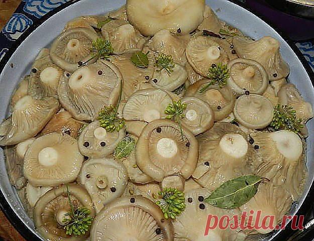 Холодный засол грибов — PROKulinaroff