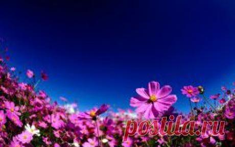 Цветы - обои на рабочий стол.