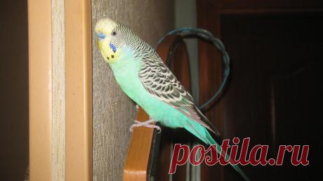 Йорик! Мой волнистый говорунчик )))