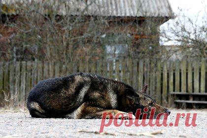 Разгадку синего цвета шерсти чернобыльских собак нашли в туалете