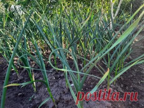 Как посадить лук, чтобы защитить другие растения: сосед об этом не скажет. Чтобы получить максимальную пользу, желательно высаживать лук вдоль грядок с морковью, укропом и петрушкой.