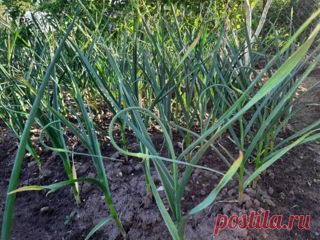 Как посадить лук, чтобы защитить другие растения: сосед об этом не скажет. Чтобы получить максимальную пользу, желательно высаживать лук вдоль грядок с морковью, укропом и петрушкой.