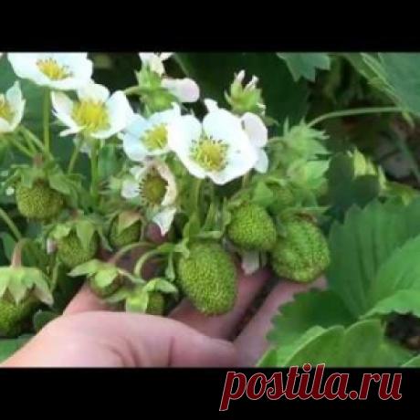 БОРНАЯ КИСЛОТА-ГЛАВНЫЙ СЕКРЕТ СУПЕР УРОЖАЯ КЛУБНИКИ!УХОД ВО ВРЕМЯ ЦВЕТЕНИЯ! - МирТесен