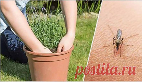 Если вы хотите избавиться от комаров, начните выращивать эти растения на заднем дворе 


Природные репелленты!







 


Если вы живете в теплом регионе, скорее всего, вас постоянно раздражают такие насекомые, как москиты. Однако эти вредители не только раздражают и способны вызывать …
