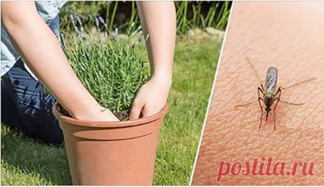 Если вы хотите избавиться от комаров, начните выращивать эти растения на заднем дворе 


Природные репелленты!







 


Если вы живете в теплом регионе, скорее всего, вас постоянно раздражают такие насекомые, как москиты. Однако эти вредители не только раздражают и способны вызывать …