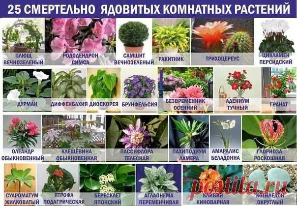 25 очень ядовитых комнатных растений