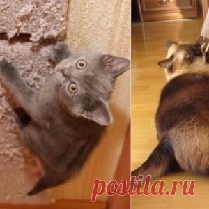 Как отучить кота портить обои и мебель? Совет, который изменил мою жизнь - МирТесен