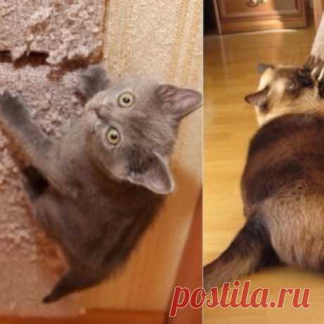 Как отучить кота портить обои и мебель? Совет, который изменил мою жизнь - МирТесен