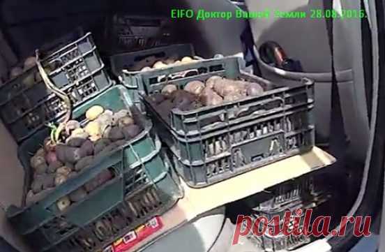 Копал картошку —  на хранение в 2016