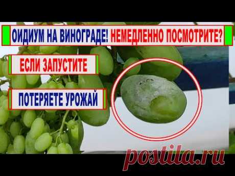 🍇 В ПОЖАРНОМ ПОРЯДКЕ сделайте ЭТО на винограде! ВСПЫШКА ОИДИУМА! Как его определить и ЧТО ДЕЛАТЬ!