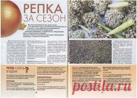 САД И ОГОРОД.
Как получить нормальный лук за один сезон