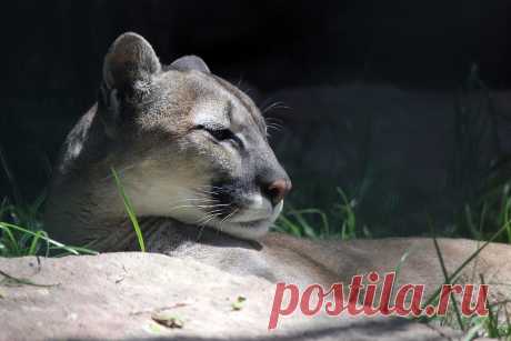 Яндекс.Фотки