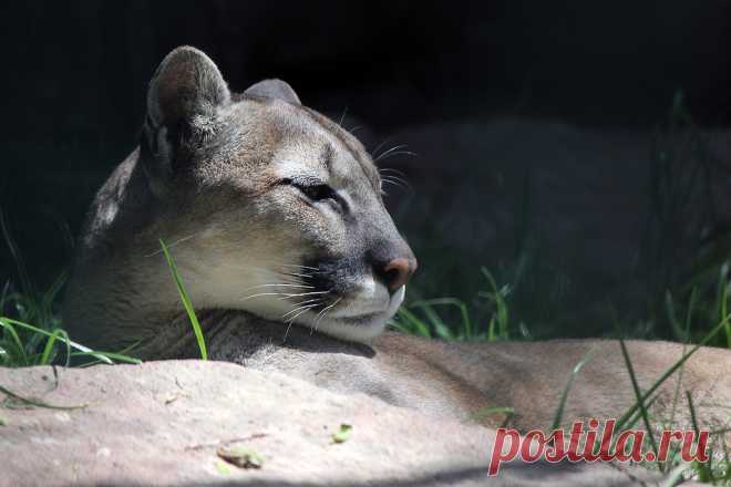 Яндекс.Фотки