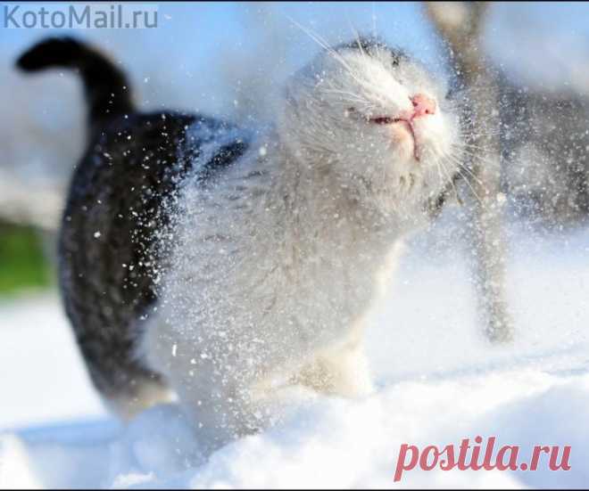 Гуляй шальная императрица