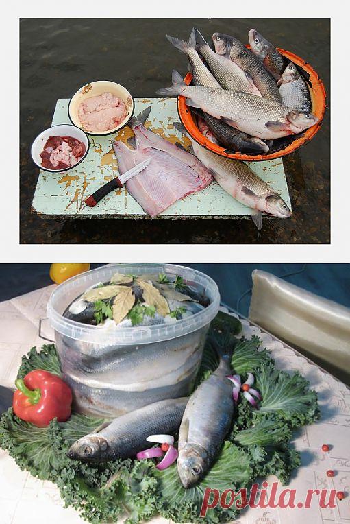 Домашние заготовки: рыба на зиму
