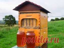 Новое в пчеловодстве - Flow-соты - Садоводка