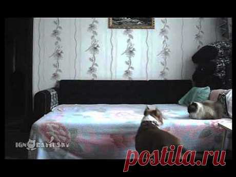 When the dog stays at home alone / Пока никто не видит - YouTube