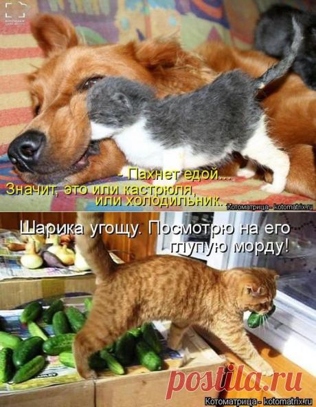 Позитив зверский. Кошатина любимая, с надписями для хорошего настроения