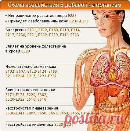 Схема воздействия Е-добавок на организм.