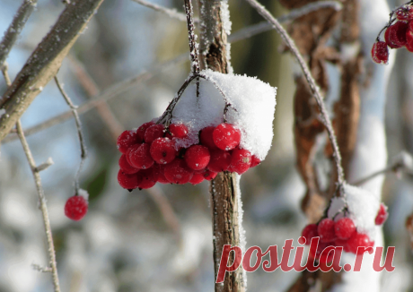 Календарь сезонных работ в саду: декабрь - Planetalsad