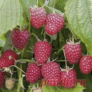 Усадьба | Садовод : Особенности обрезки ремонтантной малины