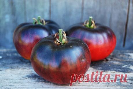 Томат 'Blue Bayou' («Голубой ручей», «Синий ручей», «Голубая старица») Один из лучших синеплодных сортов! Томаты массой до 120 г, округлой формы, преимущественно сине-чёрного цвета с переходом в красный. Отличаются приятным,