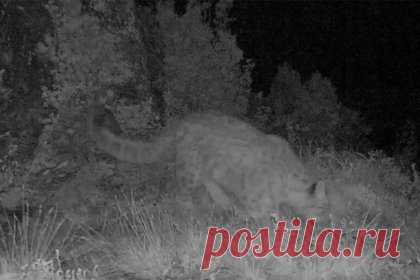 Фотоловушка российского заповедника записала мяуканье котенка снежного барса