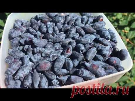 Самые быстрые заготовки из жимолости