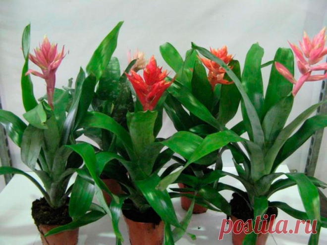 Комнатное растение Эхмея (Aechmea). Название рода указывает на жесткие кончики чашелистиков этих растений (греч. aechme - "кончик"). Самый распространенный в продаже вид - эхмея полосатая (Ae.fasciata). серебристые полосы на ее листьях образованы множество мелких чешуек, исчезающих от прикосновения и при недостатке света. Цветение обычно происходит летом, хотя его можно стимулировать в любое время года, поместив растение в мешок со зрелыми яблоками.