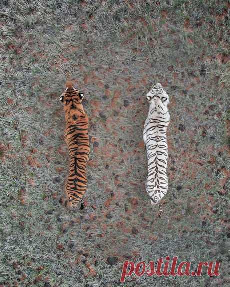Гипнотические фотографии с дронов in 2025 | Game reserve, Tiger, Wildlife photography