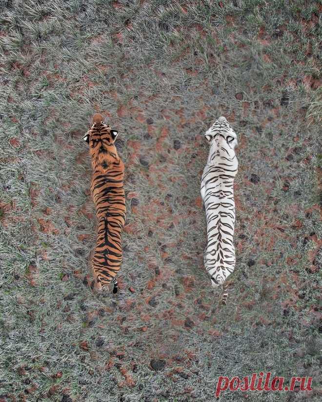 Гипнотические фотографии с дронов in 2025 | Game reserve, Tiger, Wildlife photography