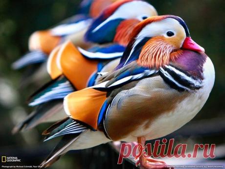 Красочная утка-мандаринка