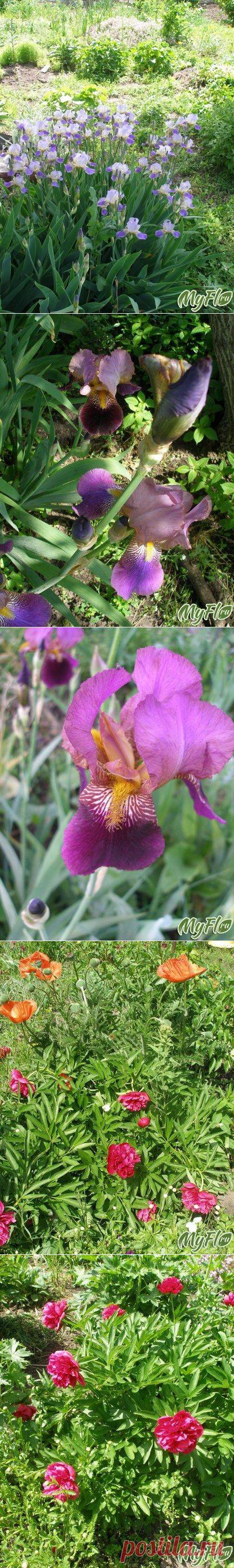 Море ирисов и немножко других растений | САД НА ПОДОКОННИКЕ
