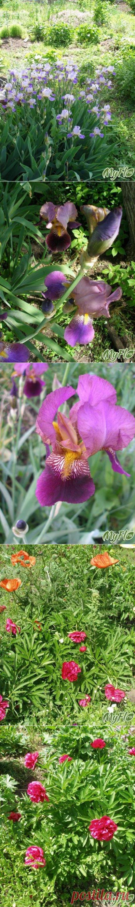Море ирисов и немножко других растений | САД НА ПОДОКОННИКЕ