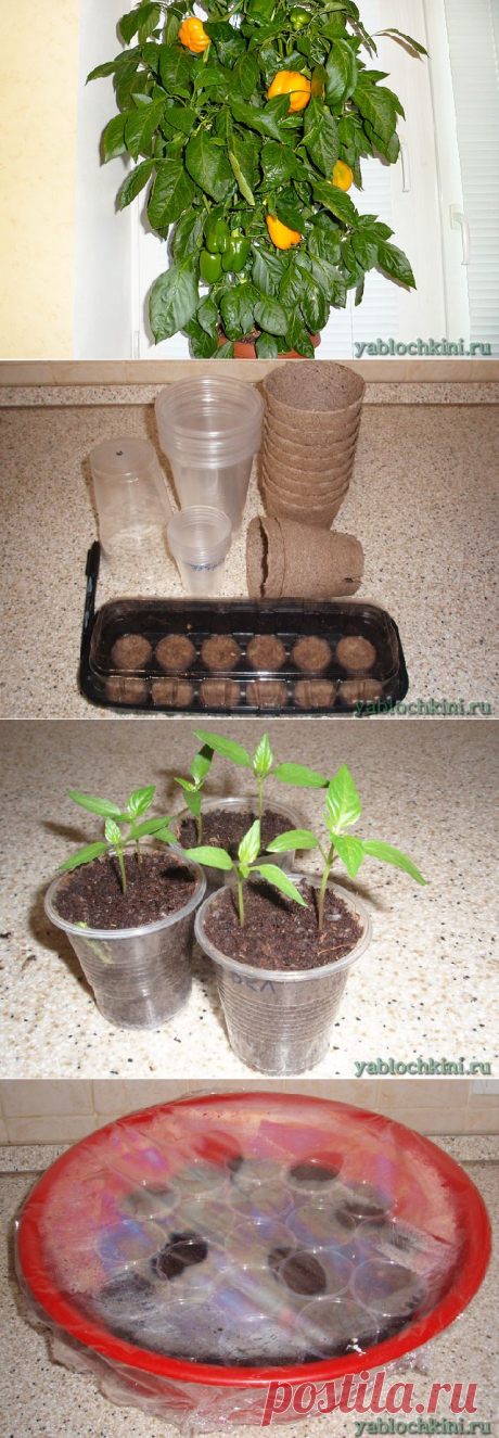выращивание сладкого перца на подоконнике |