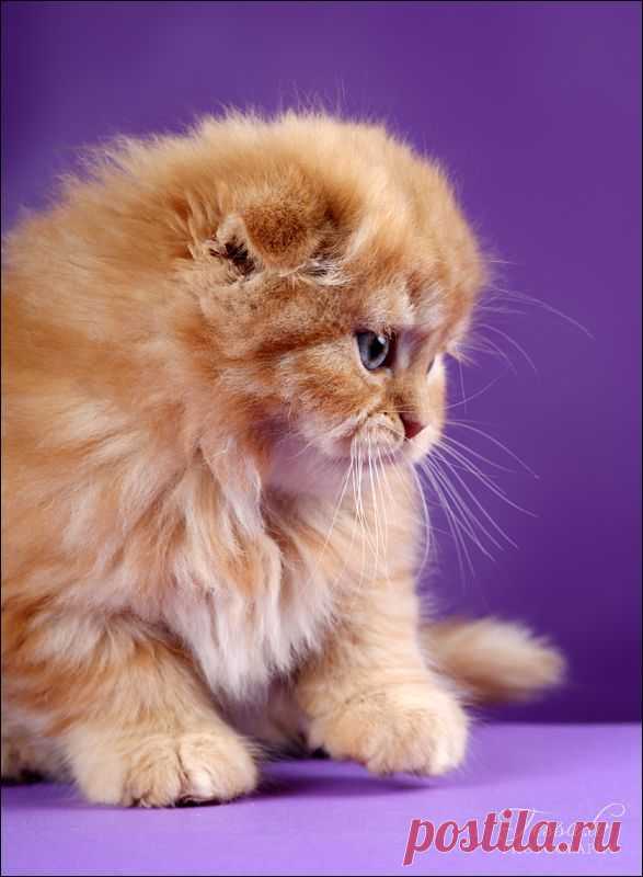 Cats