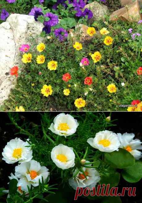 Портулак | Подружки