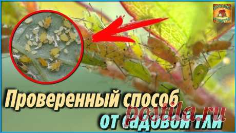 Мой самый Простой и Проверенный способ избавиться от садовой ТЛИ на деревьях и кустарниках весной и летом