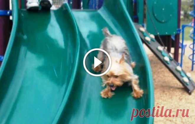 Puppies Playing on Slides Compilation
