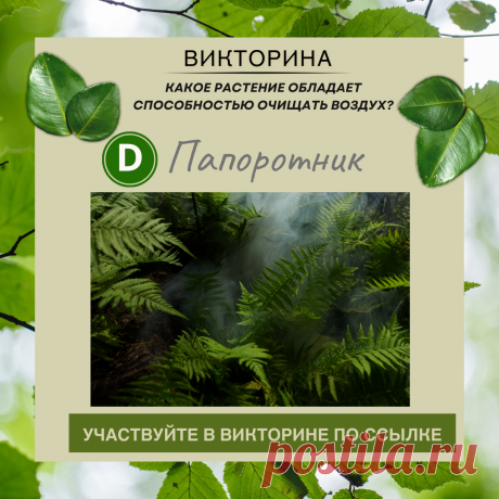 Какое растение обладает способностью очищать воздух? - Узнайте правильный ответ в нашей викторине по ссылке