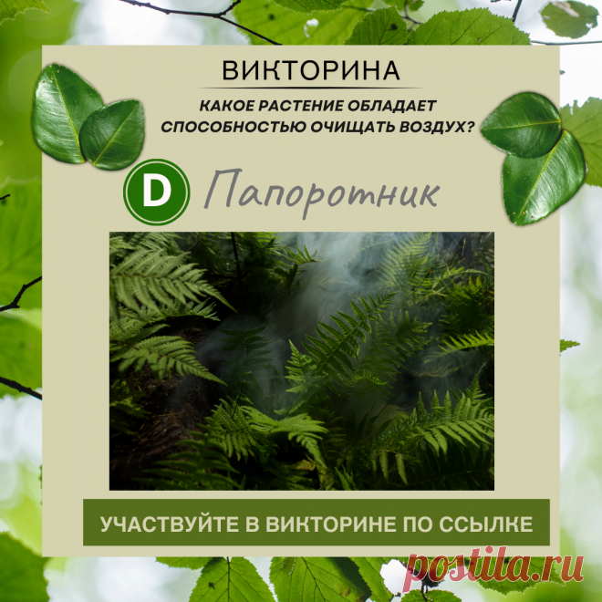 Какое растение обладает способностью очищать воздух? - Узнайте правильный ответ в нашей викторине по ссылке