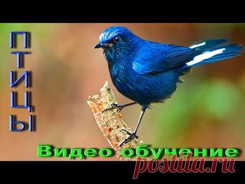 Птицы, Развивающий мультик, Фото птиц, Названия птиц, Пение птиц, Обучающее видео для детей [HD]
